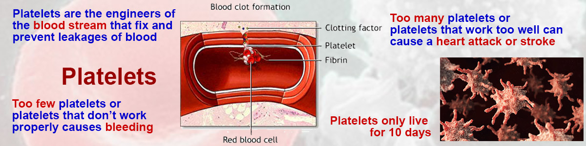 bleeding-disorders-can-be-caused-by-platelet-function-disorders-m-the