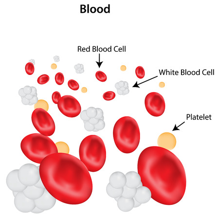 blood labeled diagram