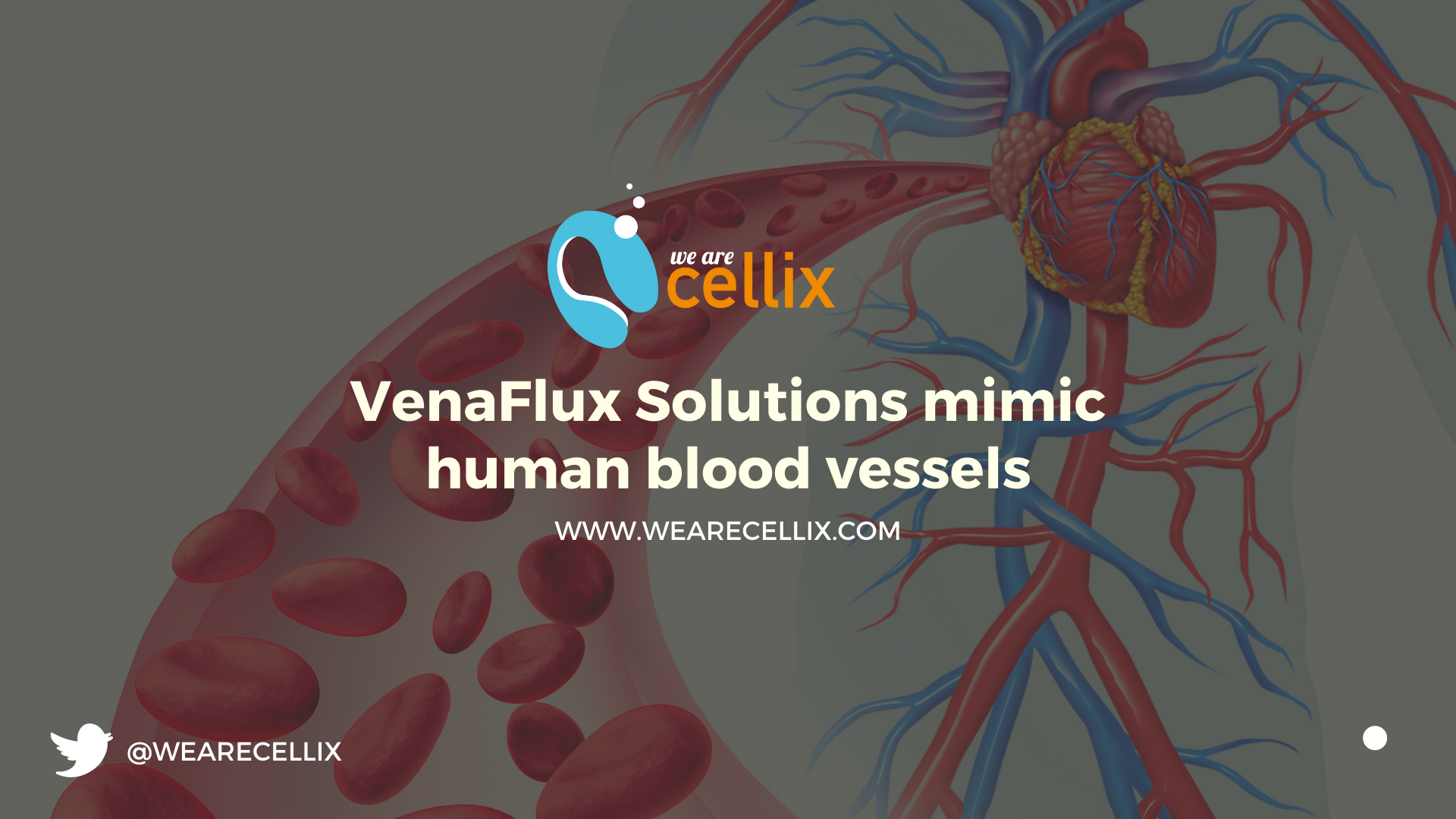 VenaFlux Solutions mimic human blood vessels (5) (1)